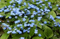 Omphalode de printemps