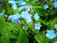 Omphalode de printemps