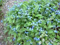 Omphalode de printemps