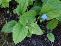 Omphalode de printemps