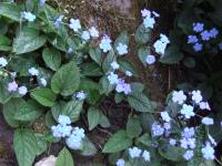 Omphalode de printemps