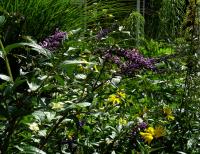 Buddleia de Lindley