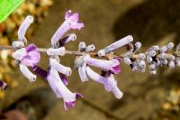 Buddleia de Lindley