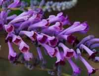 Buddleia de Lindley