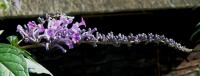 Buddleia de Lindley