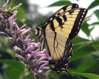 Buddleia de Lindley