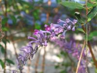 Buddleia de Lindley