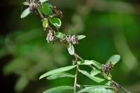 Buddleia de Lindley