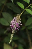 Buddleia de Lindley