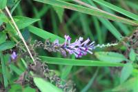 Buddleia de Lindley