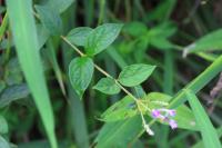 Buddleia de Lindley