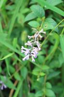 Buddleia de Lindley