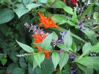 Buddleia de Lindley
