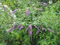 Buddleia de Lindley