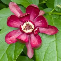 Calycanthe raulstonii