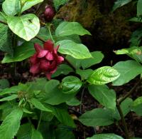 Calycanthe raulstonii