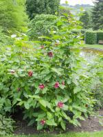 Calycanthe raulstonii
