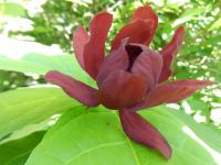 Calycanthe raulstonii