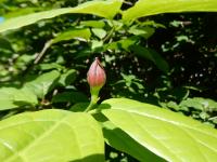 Calycanthe raulstonii