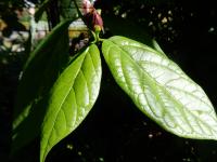 Calycanthe raulstonii