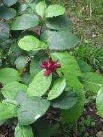 Calycanthe raulstonii