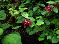 Calycanthe raulstonii