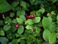 Calycanthe raulstonii