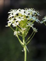 Ornithogale géant