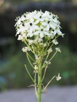 Ornithogale géant