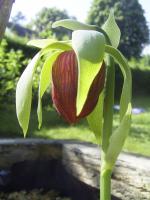 Darlingtonia