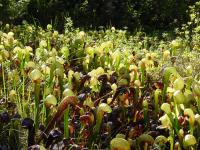 Darlingtonia