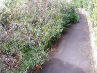 Strobilanthes anisophyllus