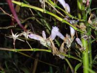 Strobilanthes anisophyllus