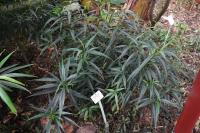 Strobilanthes anisophyllus