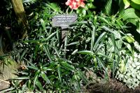 Strobilanthes anisophyllus