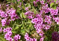 Oxalis du Chili