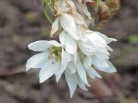 Ornithogale en thyrse