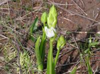 Ornithogale en thyrse