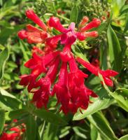 Bouvardie ternifolia