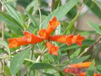Bouvardie ternifolia