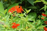 Bouvardie ternifolia