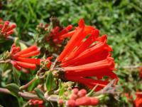 Bouvardie ternifolia