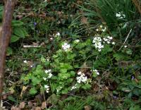 Pachyphragme à grandes feuilles
