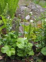 Pachyphragme à grandes feuilles