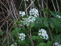 Pachyphragme à grandes feuilles