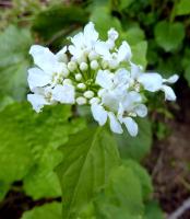 Pachyphragme à grandes feuilles