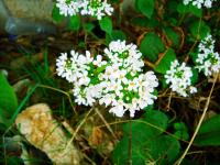 Pachyphragme à grandes feuilles