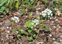 Pachyphragme à grandes feuilles