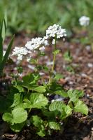 Pachyphragme à grandes feuilles