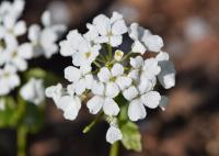 Pachyphragme à grandes feuilles